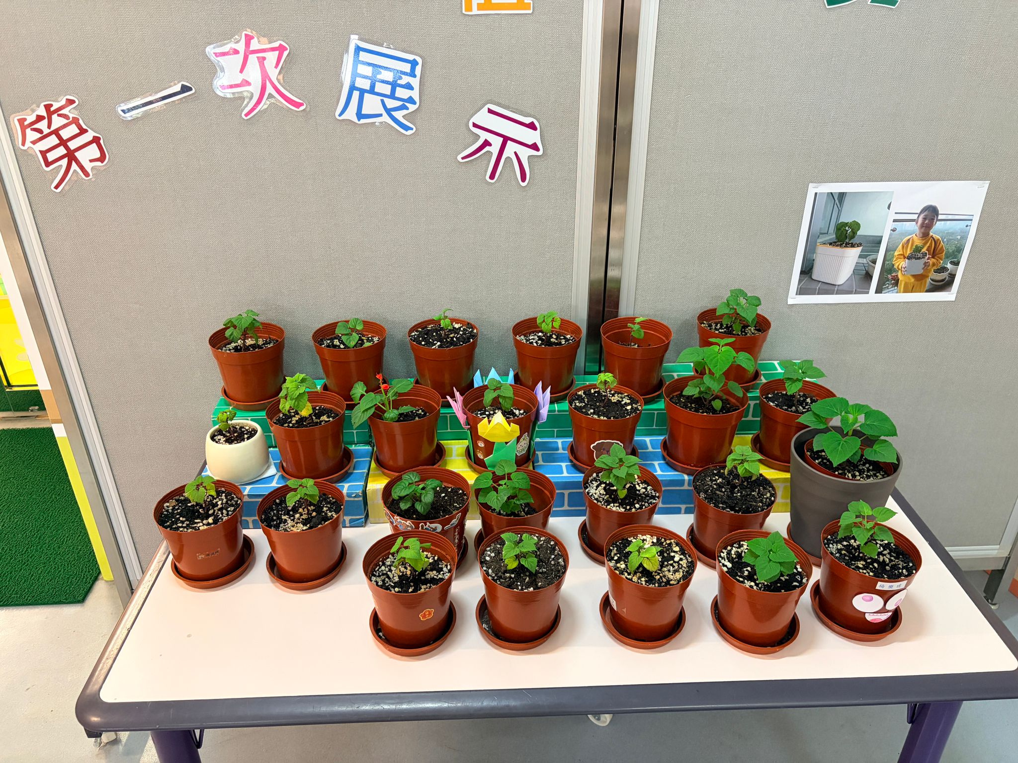 一人一花計劃 創意環保花盆設計及種植比賽 (25-26)
